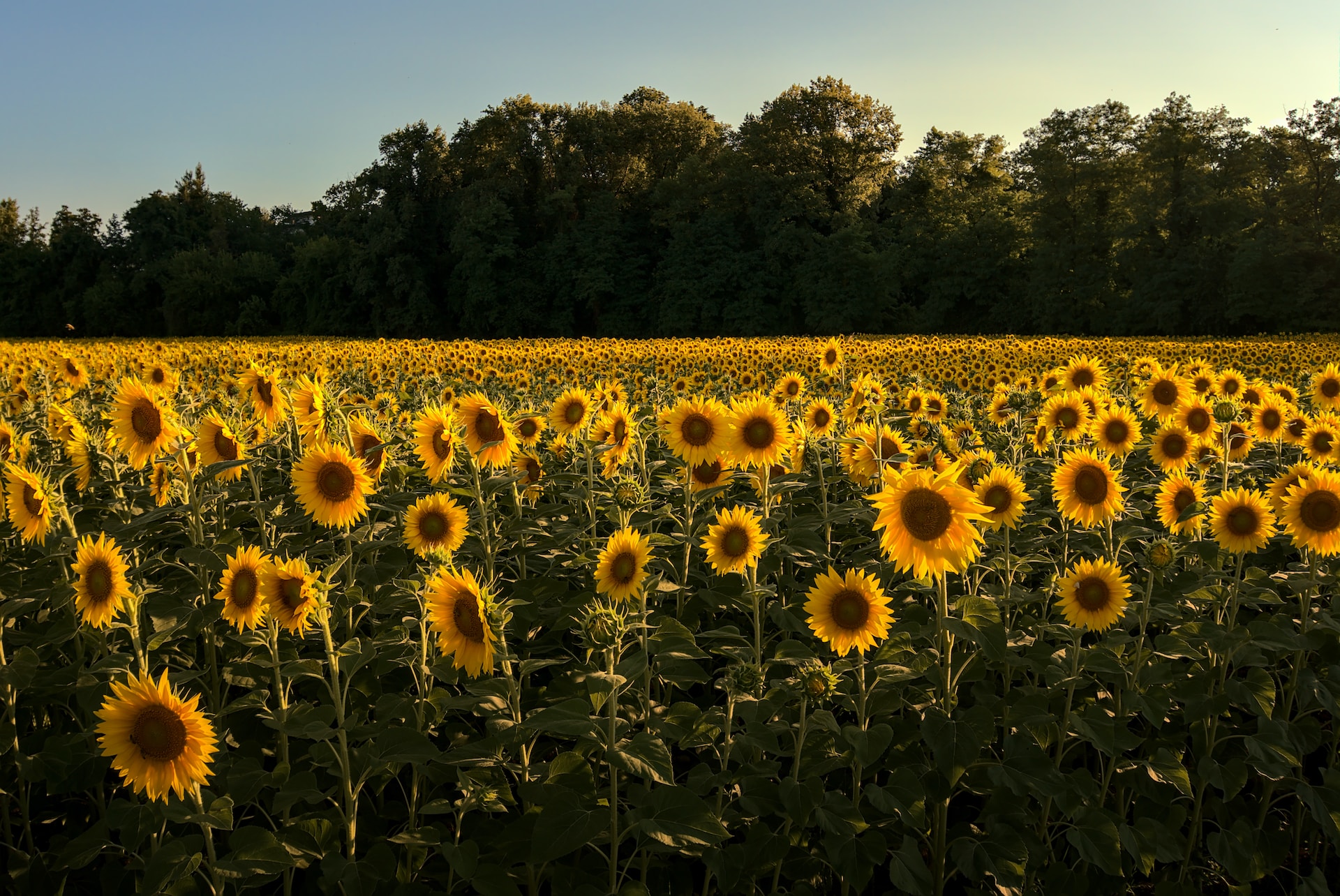 yellow sunflower field during the daytime