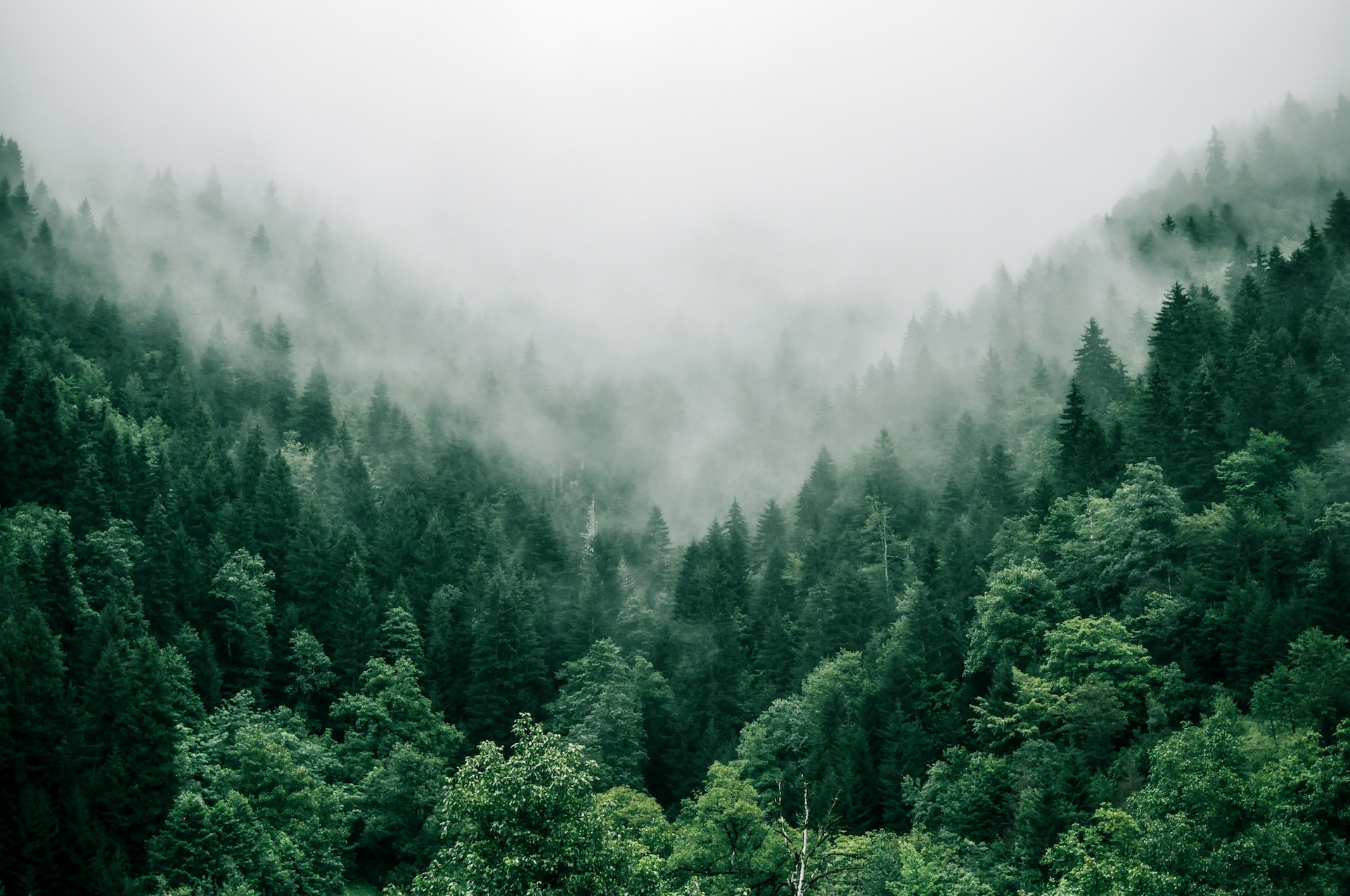 aerial view of green trees