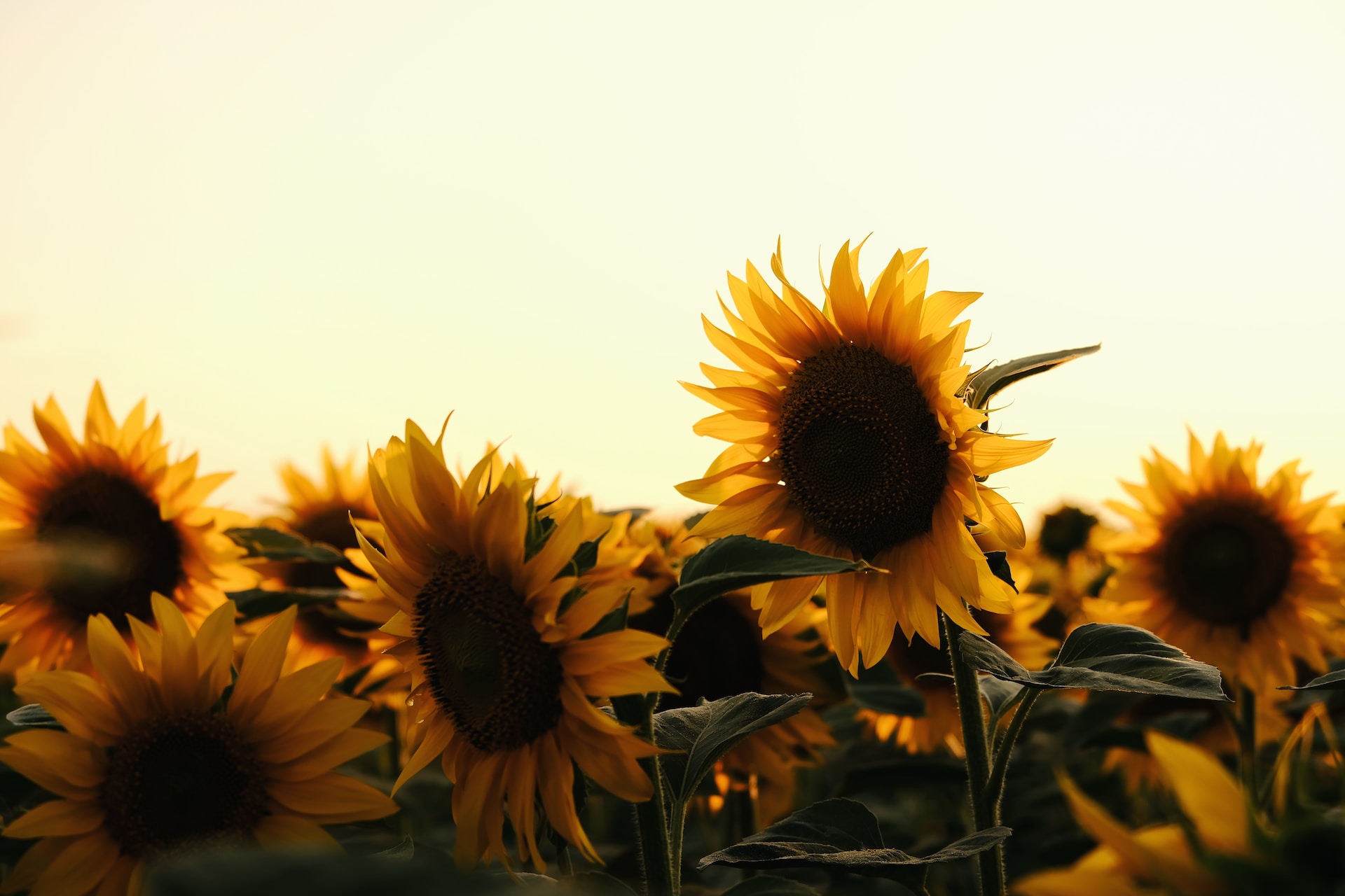 sunflower field in the daytime